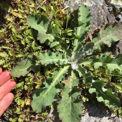 Sonchus kirkii — search result for 'Sonchus'