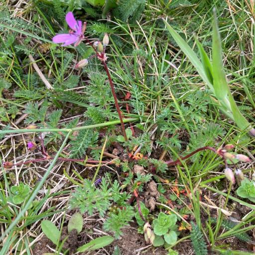 Erodium maculatum other