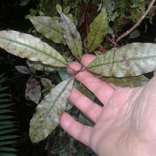 Quintinia serrata other