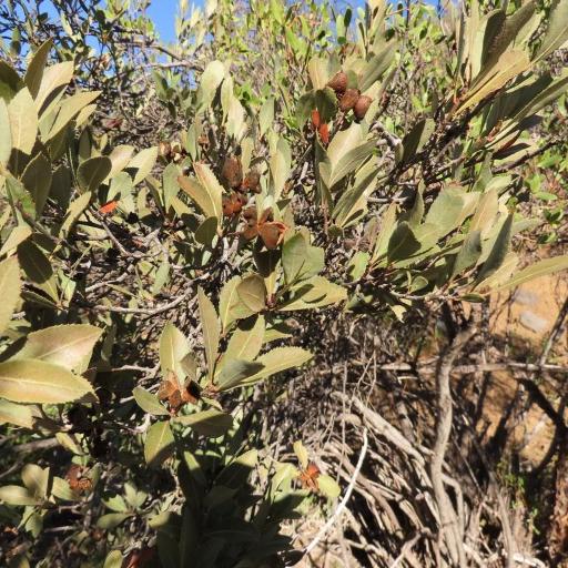 Kageneckia oblonga other