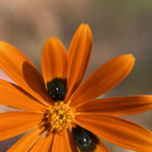 Gorteria diffusa other