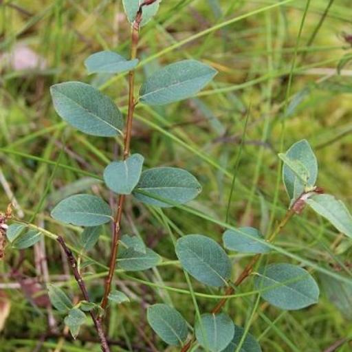 Salix myrtilloides — search result for 'Poland'