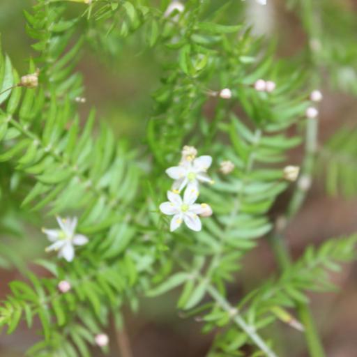 Asparagus scandens other