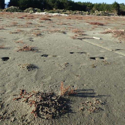 Salicornia quinqueflora other