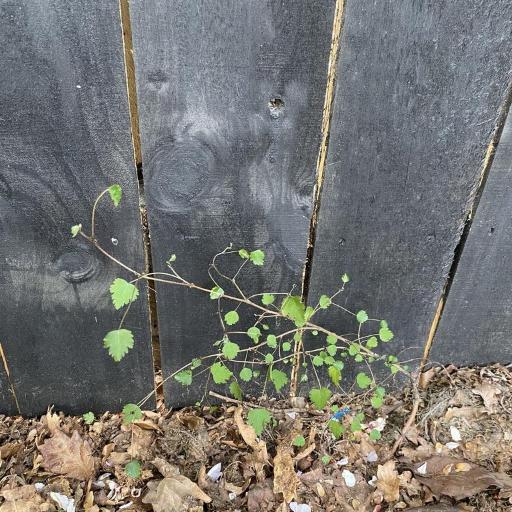 Plagianthus regius other