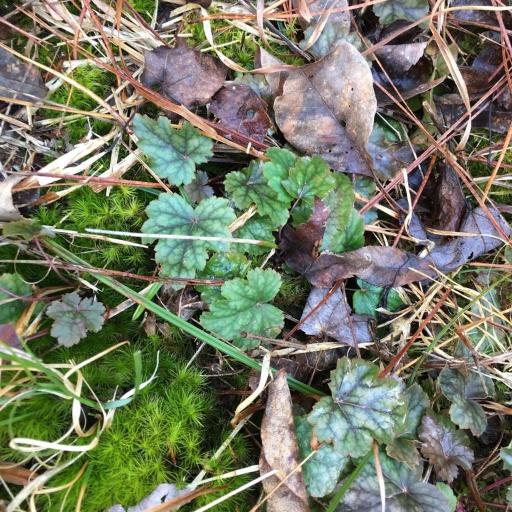 Heuchera caroliniana other