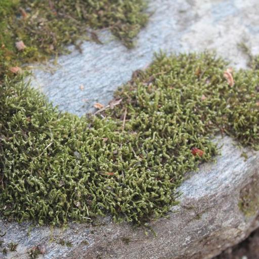 Hedwigia ciliata — houseplant care guide