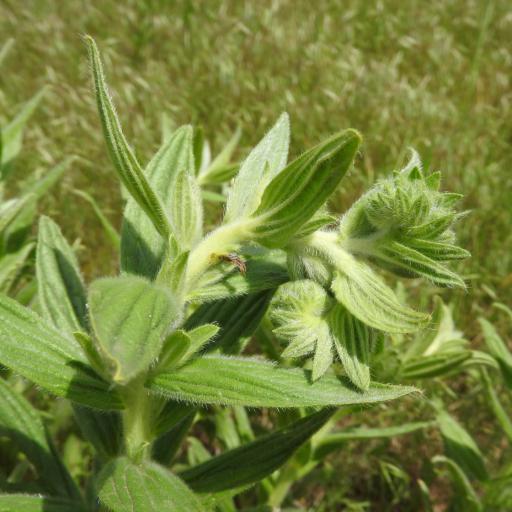 Lithospermum occidentale — houseplant care guide