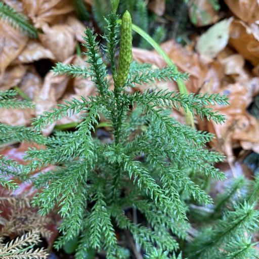 Lycopodium dendroideum — related species from the same genus