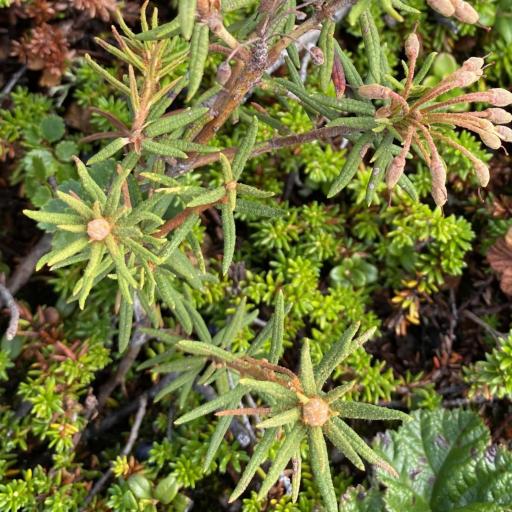 Rhododendron tomentosum — search result for 'Labrador'