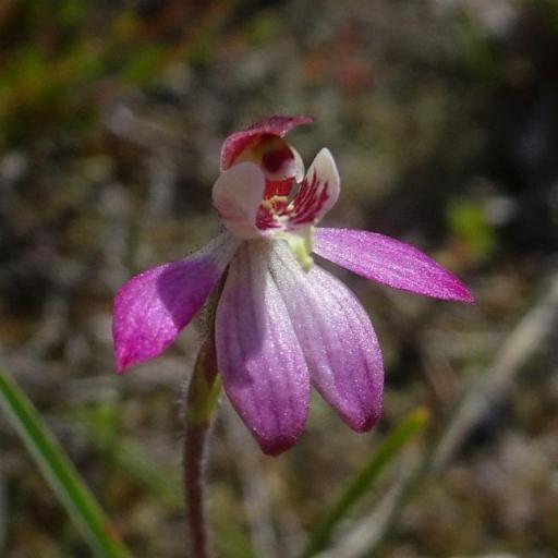 Caladenia pusilla — houseplant care guide