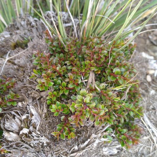 Gaultheria depressa other