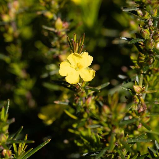 Hibbertia riparia — houseplant care guide