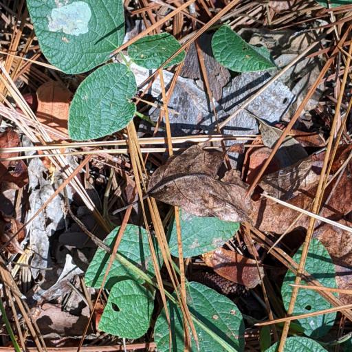 Rhynchosia latifolia — houseplant care guide