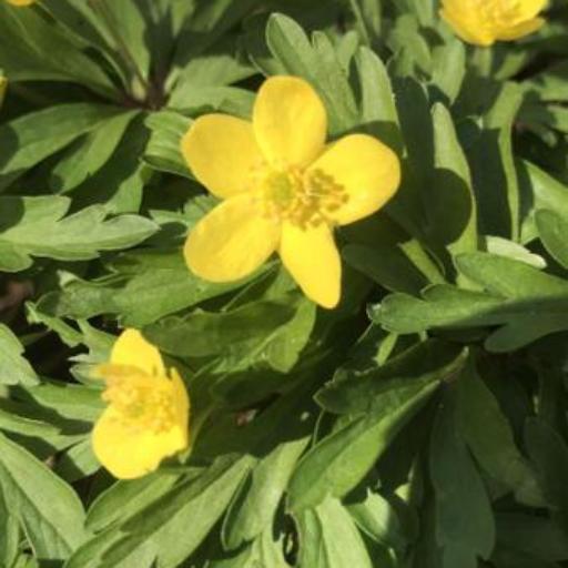 Anemonoides ranunculoides other