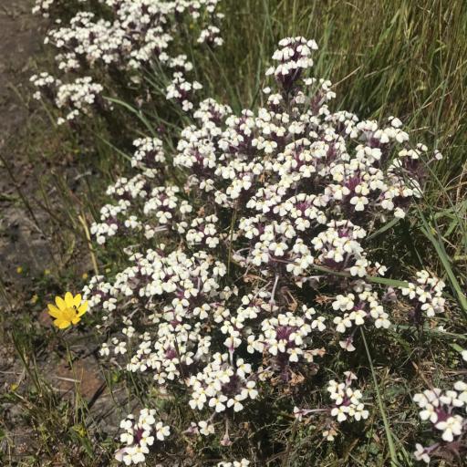 Triphysaria versicolor other