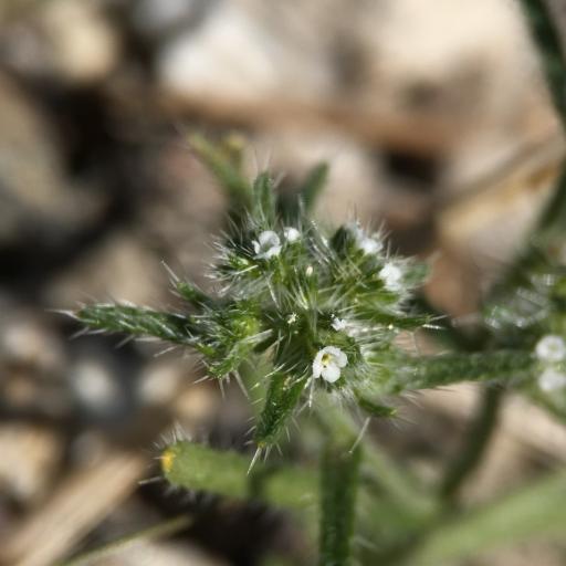 Cryptantha maritima other