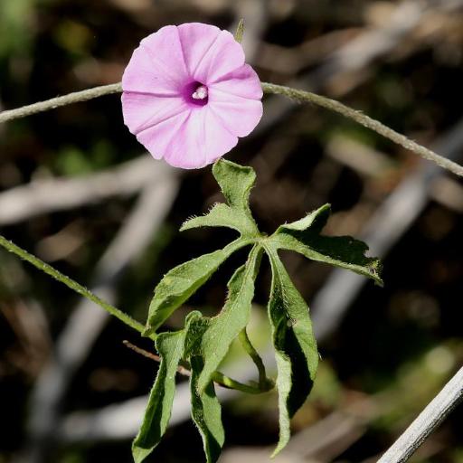 Ipomoea magnusiana — houseplant care guide