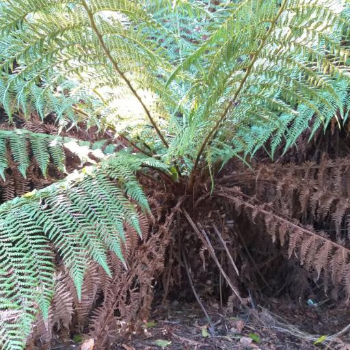 Dicksonia fibrosa — related species from the same genus