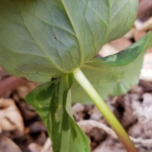 Trillium stamineum — search result for 'Trillium'