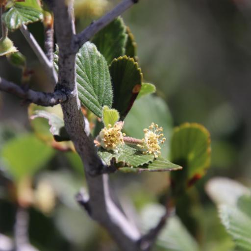 Cercocarpus betuloides other