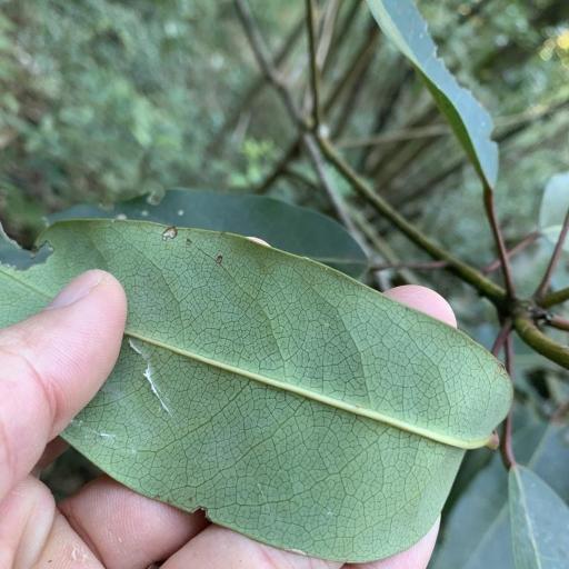 Daphniphyllum pentandrum other