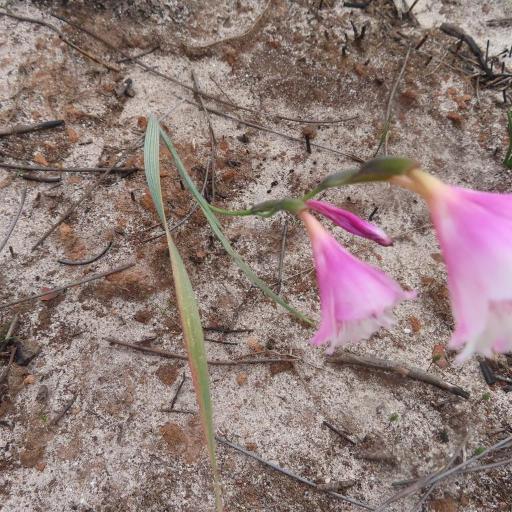 Gladiolus hirsutus other