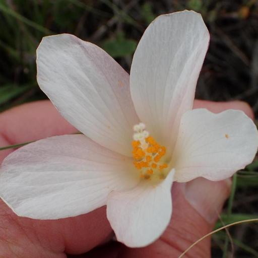 Hibiscus pusillus — houseplant care guide