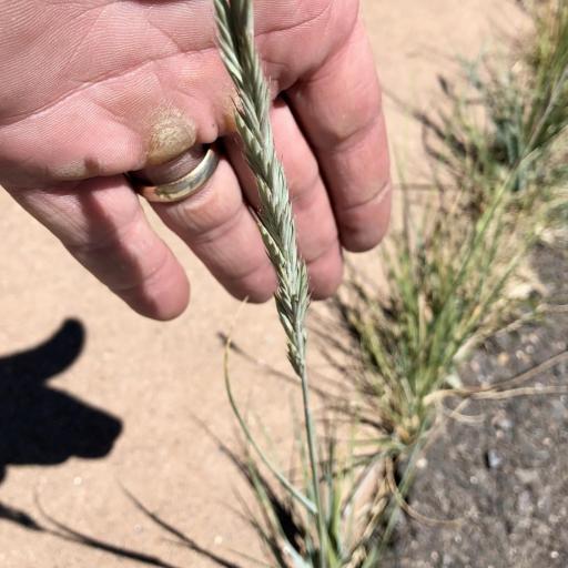 Elymus smithii other