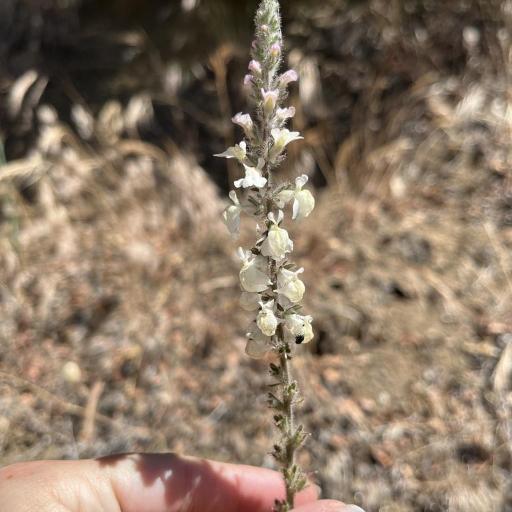 Sairocarpus coulterianus other