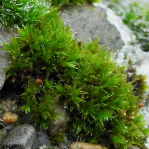 Orthotrichum diaphanum — houseplant care guide