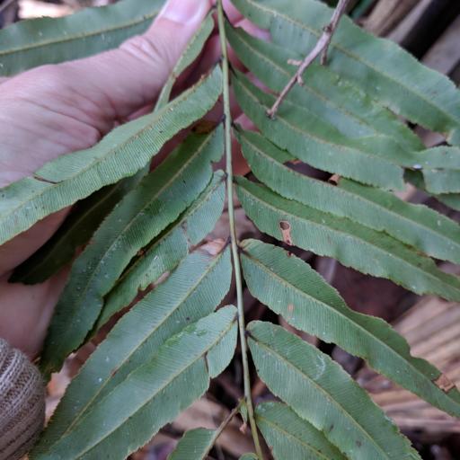 Telmatoblechnum serrulatum — related species from the same genus