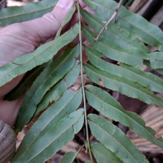 Telmatoblechnum serrulatum