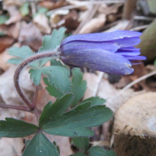 Anemonoides blanda other