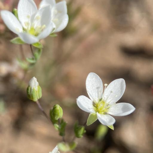 Sabulina californica other