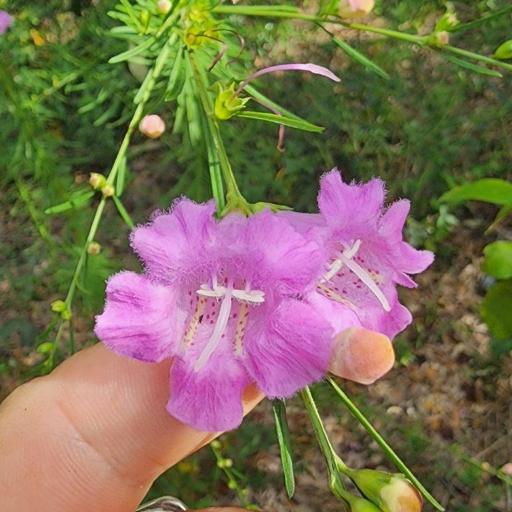 Agalinis fasciculata other
