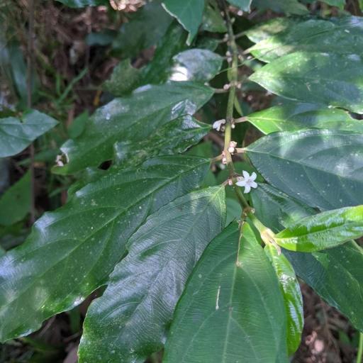 Lasianthus verticillatus — houseplant care guide