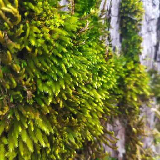 Leucodon sciuroides — houseplant care guide