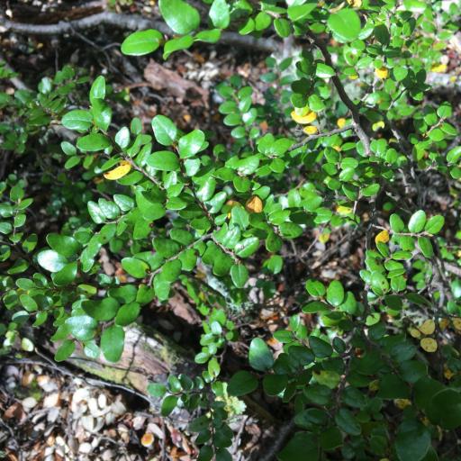 Nothofagus cliffortioides other
