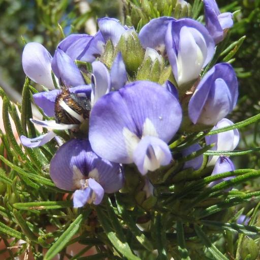 Psoralea affinis — related species from the same genus