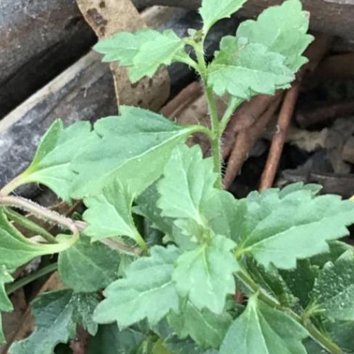 Veronica calycina other