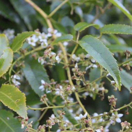 Rubus cissoides other