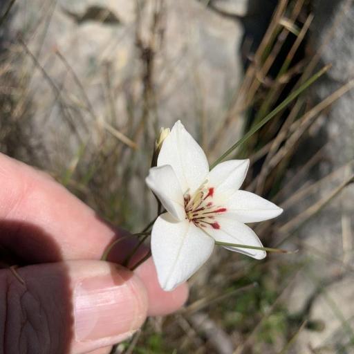 Gladiolus debilis other