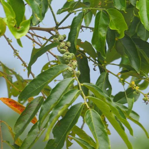 Glochidion philippicum other