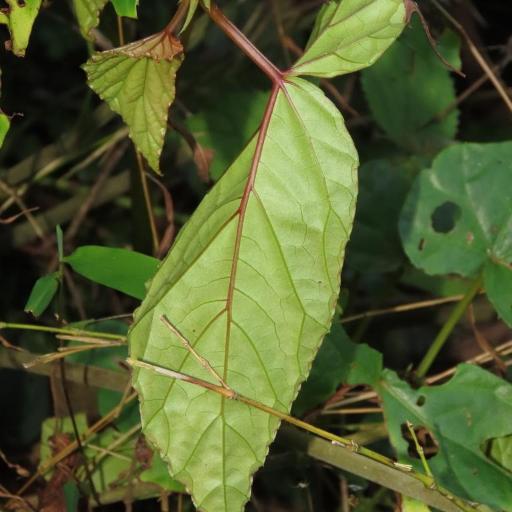 Begonia longifolia other