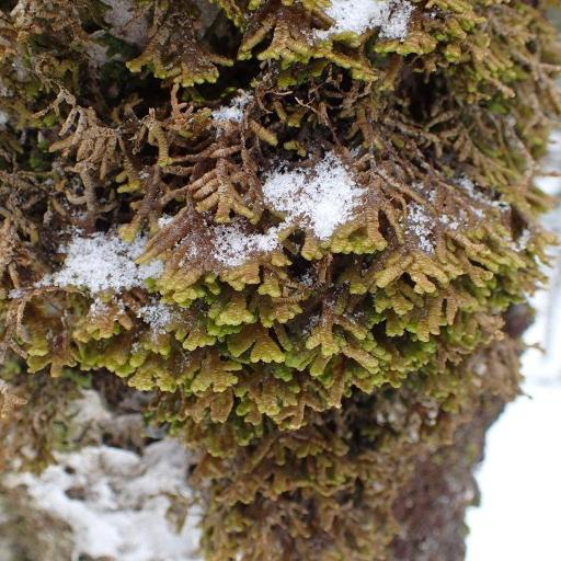 Porella platyphylla — houseplant care guide