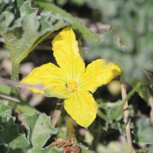 Apodanthera undulata other