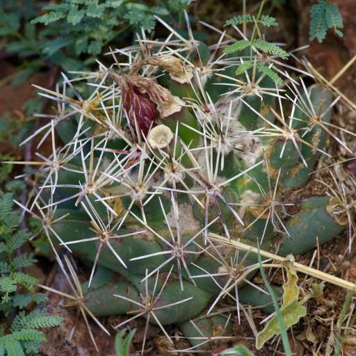 Coryphantha robustispina — houseplant care guide