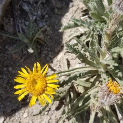 Hulsea algida — houseplant care guide