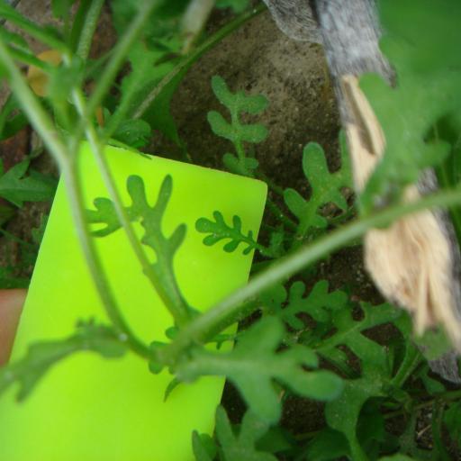 Eucrypta micrantha other